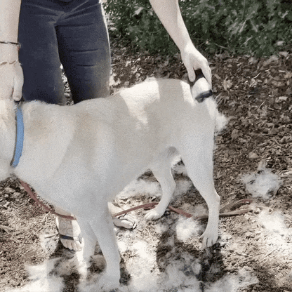 Venoral™ PetClean Max